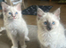 GCCF Beautiful Ragdolls