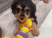 1black and tan male puppy