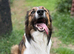 Beautiful Welsh collie