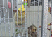 Male & female cockateil