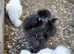 Silkle bantams