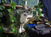 Cat for sale