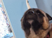 KC Registered Akita