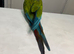 Silly tame millitary macaw
