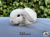 Pure bred Mini Plush lops