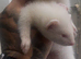 2 black eyed white hobs & 2 albino hobs