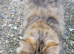 Two maine coon/ persian females for forever home