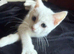 RARE ODD EYE Ragdoll x ragdoll bsh pure white boy 8 wjs