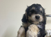 Stunning F1 Generation Cockapoo puppies READY NOW