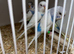 Young budgies