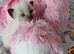 Beautiful Ragdoll type kittens HCM and PKD clear