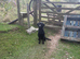 Part trained 11 month old male make brilliant pet or working dog