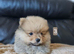 2 pomeranian boys