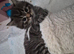 Beautiful tabby male kitten looking for the New loving home
