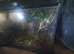 Baby Stick Insects ready to go