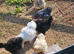Bantam x serama chicks and pekin fleur