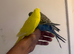 Super Hand tame baby budgies