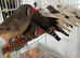 Pair Zebra finches