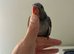 Hand reared Grey Indian ring neck
