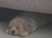 Gorgeous Maltipoo boy