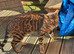 Bengal boy