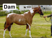 Chestnut gelding Dalcarnie Archibald prince