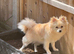 Pomchi