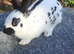 English spot rabbits
