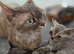 Devon Rex Pedigree TICA Registered
