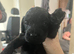 Toy poodles for sale