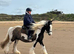 13hh gypsy cob