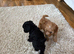 Toy poodle pups for sale