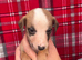 Striking whippet pups!!!
