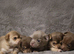 STUNNING PUREBRED CHIHUAHUAS