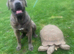 Sulcata babies