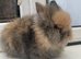 Beautiful purebred double maned lion heads