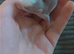 Baby dumbo rats