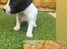Jack russle puppy's