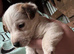 Jack Russell puppies