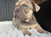 Lovely French bulldog make