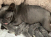 8 weeks old Blue French Bulldog puppies