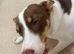 Wonderful Collie x female