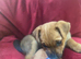 Jack Russell/Yorkshire terrier puppy&rsquo;s