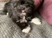 Adorable Lhasa Apso Boy puppies for sale