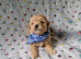 Gorgeous tiny maltipoo puppies