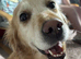 Looking to Rehome my beautiful Golden Retriever