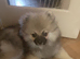 Pomeranian puppy
