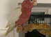 Handreared Super Tame Galah cockatoo