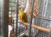 Young Pineapple Green Cheek Conures