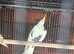 Beautiful Cockatiels